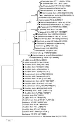 Bioprospecting of Ureolytic Bacteria From Laguna Salada for Biomineralization Applications